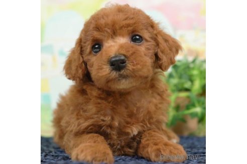 成約済の千葉県のトイプードル-225163の3枚目